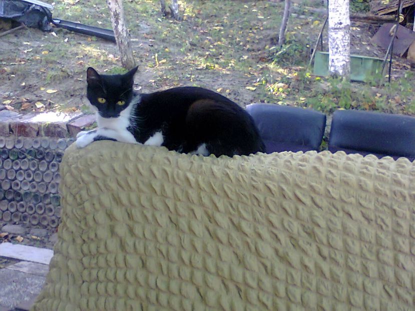 Fotografie5830 - 2020 VARA PISICILOR