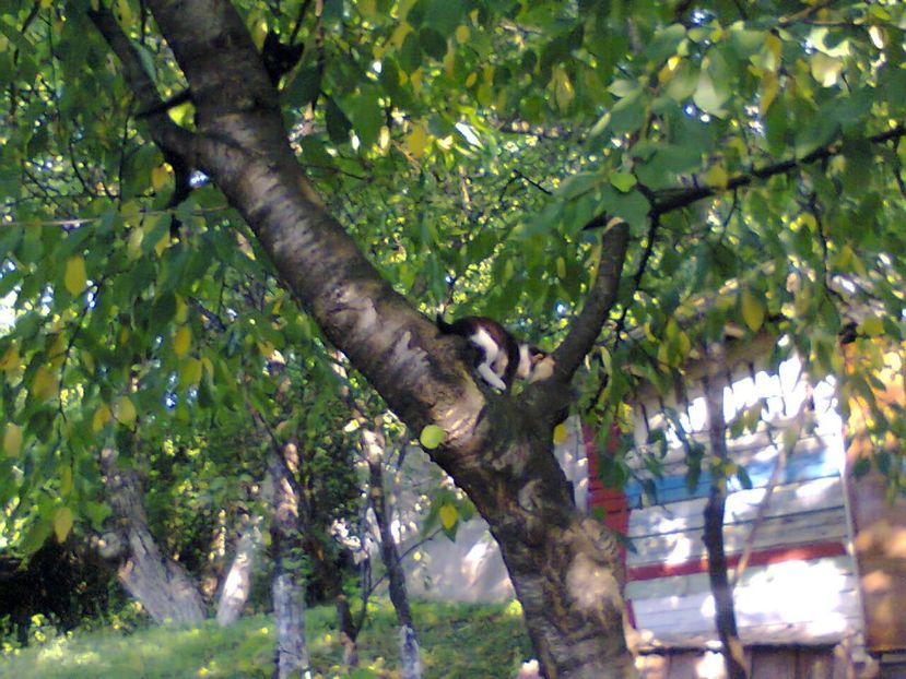 Fotografie5835 - 2020 VARA PISICILOR