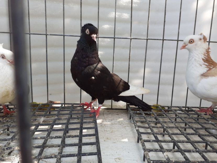  - 5-Jucatori de Amara