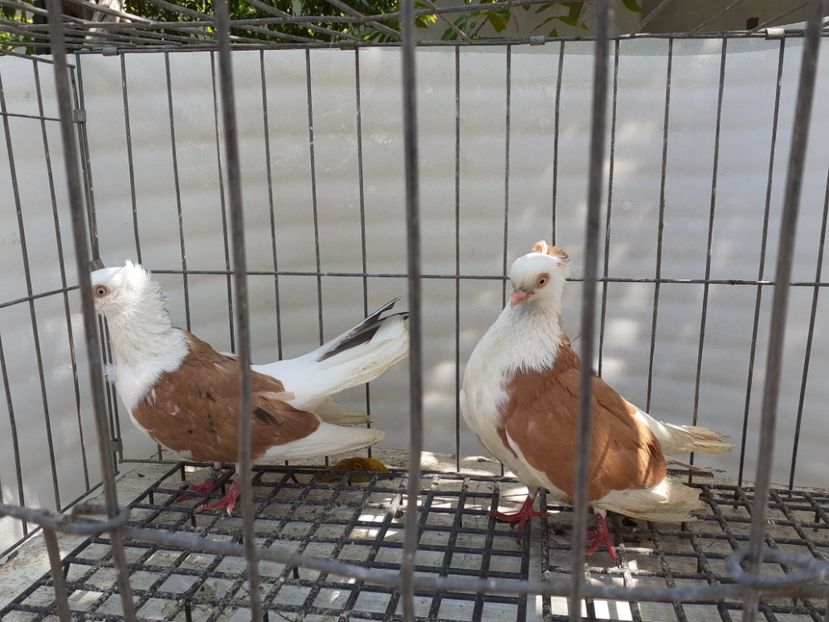  - 5-Jucatori de Amara