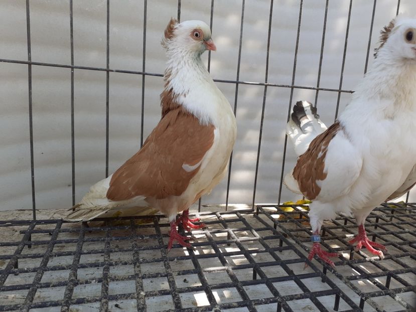  - 5-Jucatori de Amara