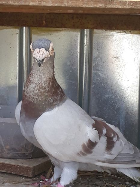  - pasari si porumbei ce detin in prezent