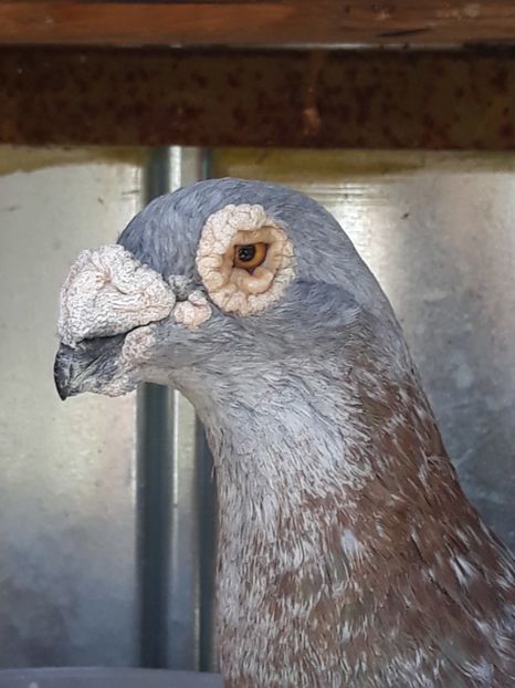  - pasari si porumbei ce detin in prezent