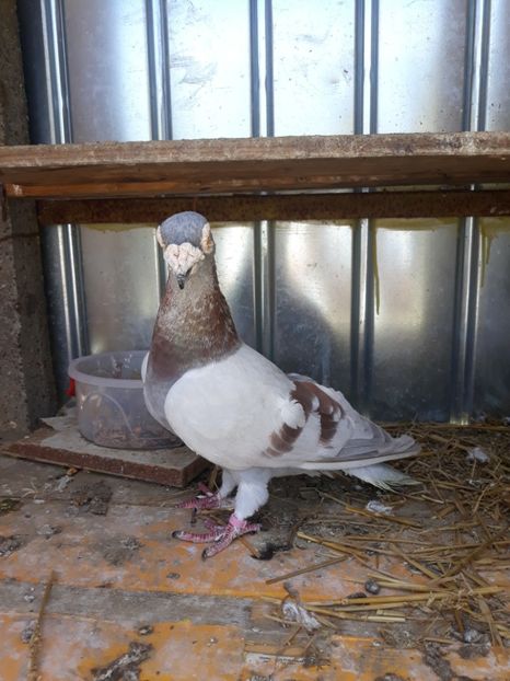  - pasari si porumbei ce detin in prezent