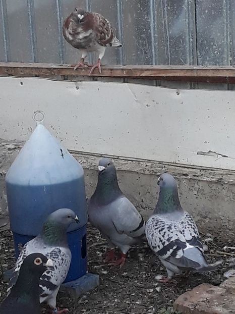  - pasari si porumbei ce detin in prezent