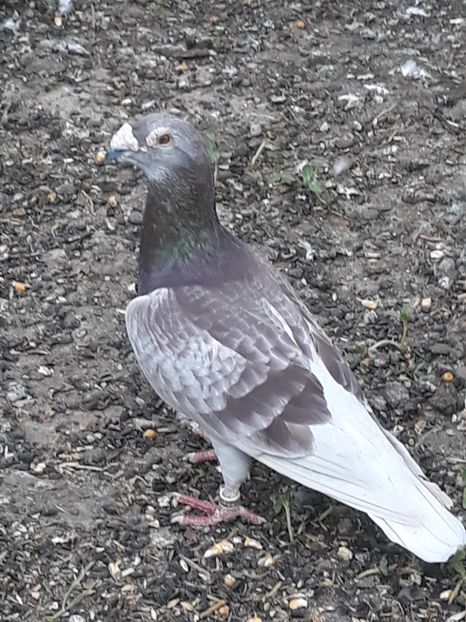  - pasari si porumbei ce detin in prezent