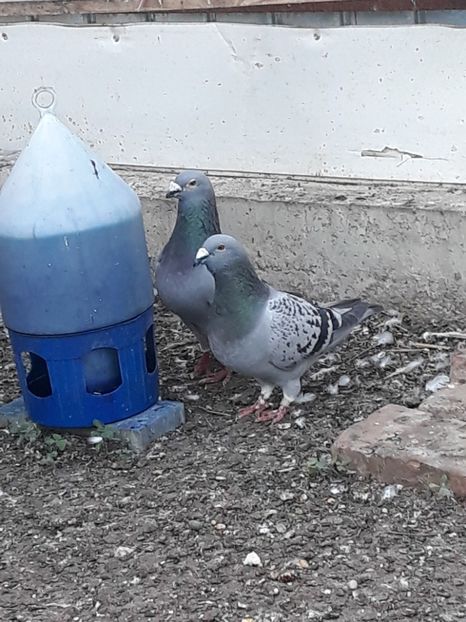  - pasari si porumbei ce detin in prezent