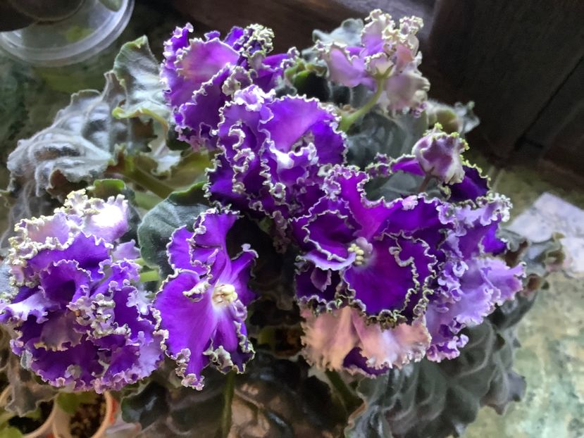 Cajun Royal Knockout - A Violete de colectie cand nu poti sa te opresti 2
