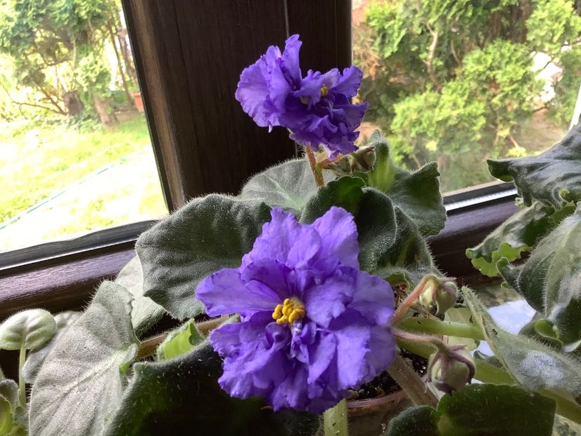 EK Vladimir - A Violete de colectie cand nu poti sa te opresti 2