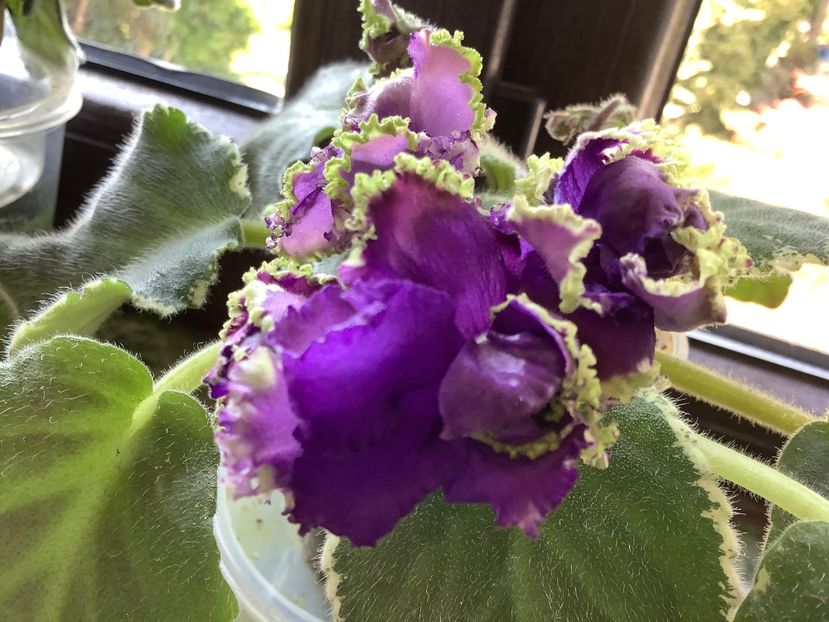 LE Nocnoje Randevu - A Violete de colectie cand nu poti sa te opresti 2