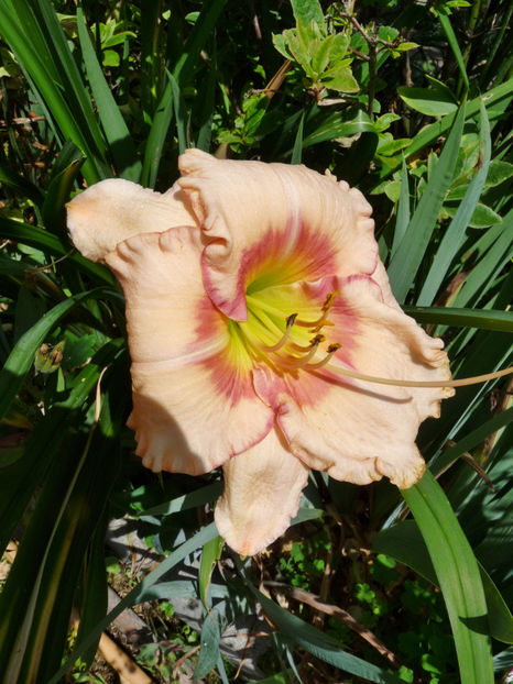  - Hemerocallis