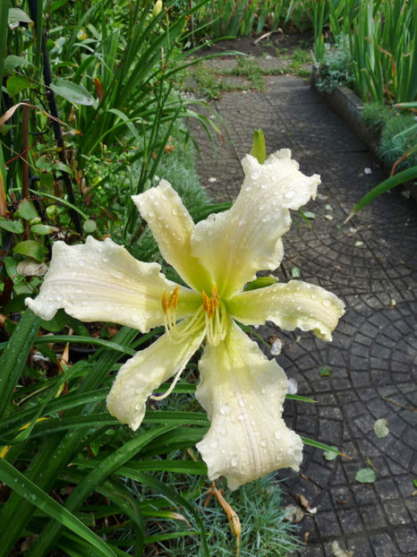  - Hemerocallis
