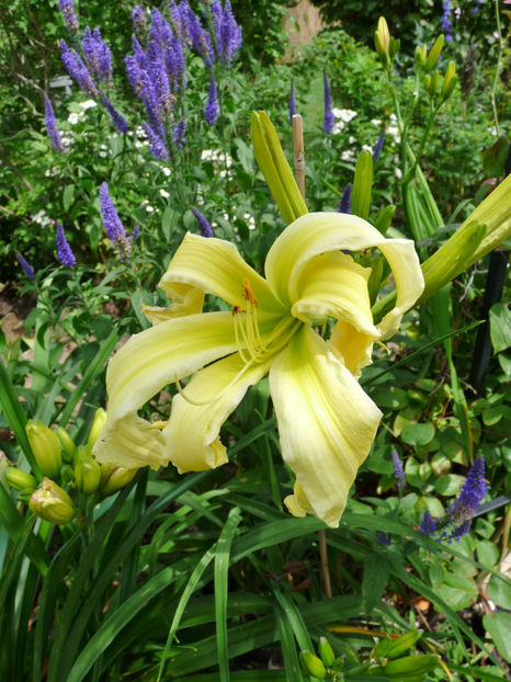  - Hemerocallis