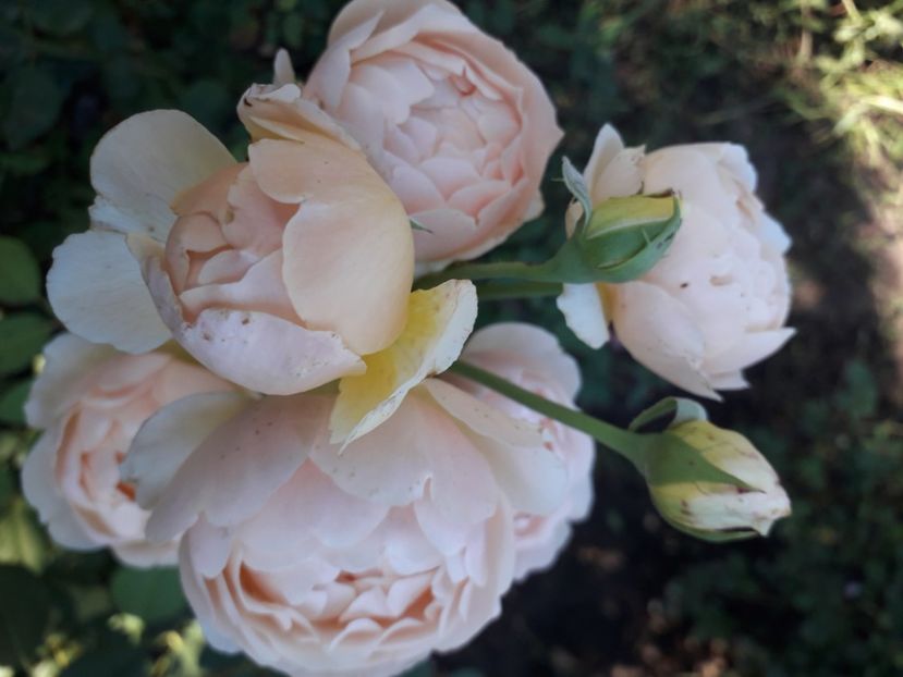  - 00 Disponibil toamna 2023