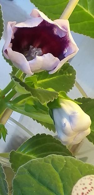 117313895_3157350754346305_7623245684680899263_o - Gloxinia 2020