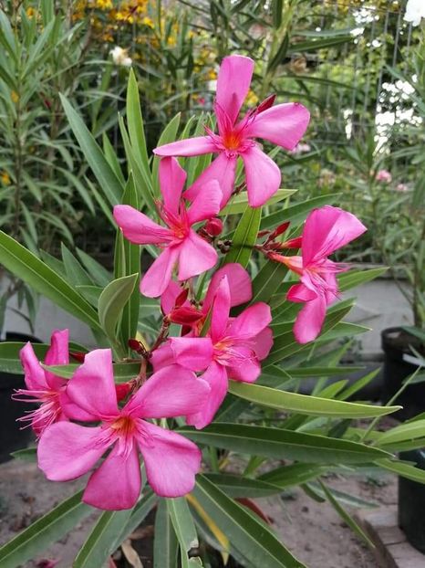  - Maresciallo Graziani