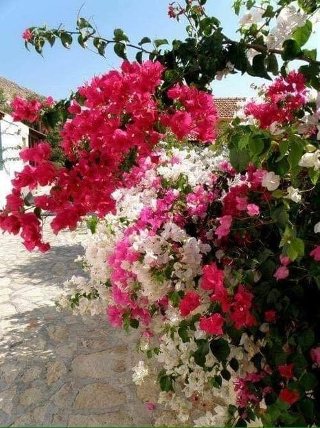 Poza de pe net - Bougainvillea