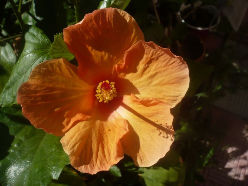 P1450400 - HIBISCUSI 2020-2