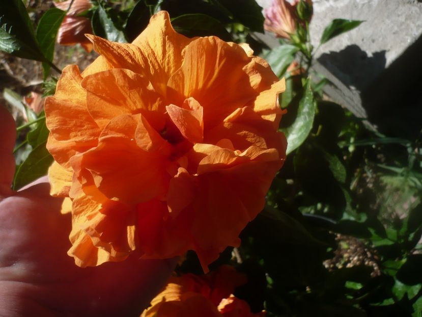 06.08.2020 - HIBISCUSI 2020-2