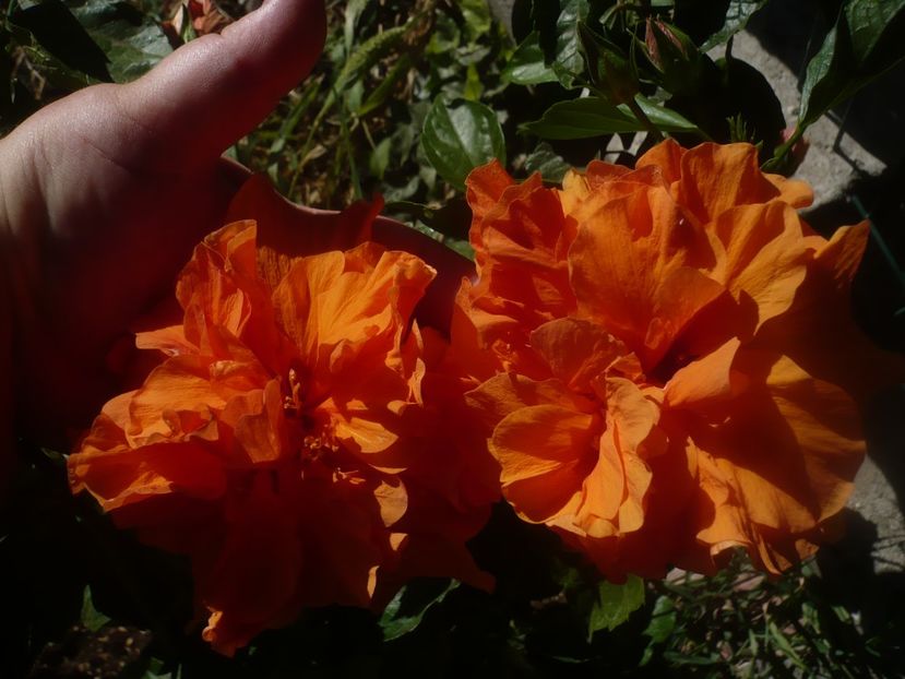 P1450402 - HIBISCUSI 2020-2