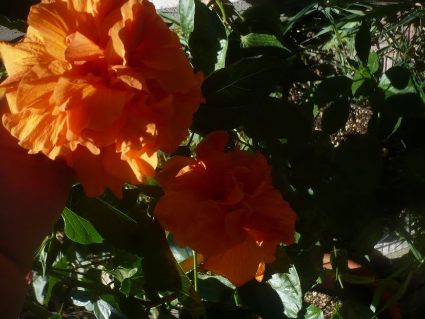 P1450403 - HIBISCUSI 2020-2