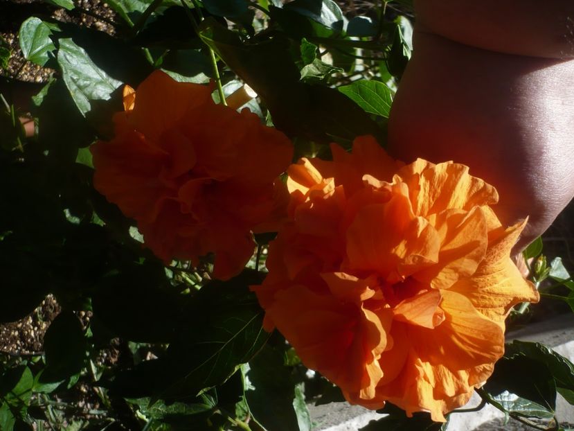 P1450404 - HIBISCUSI 2020-2