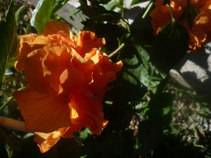 P1450405 - HIBISCUSI 2020-2