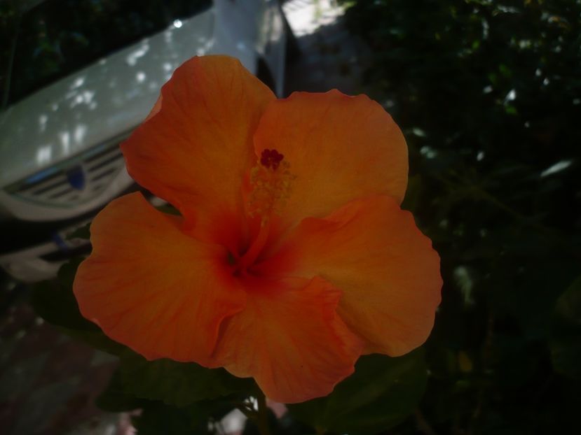 P1450406 - HIBISCUSI 2020-2