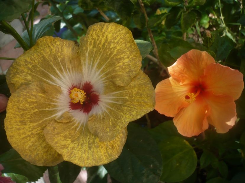 P1450407 - HIBISCUSI 2020-2