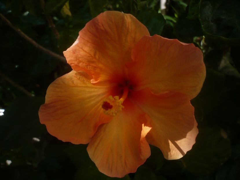 P1450408 - HIBISCUSI 2020-2