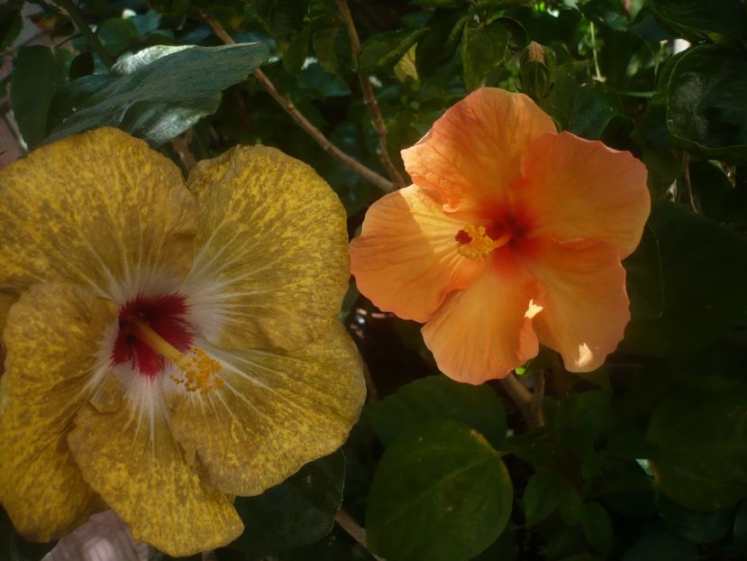 P1450409 - HIBISCUSI 2020-2