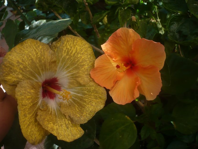 P1450410 - HIBISCUSI 2020-2