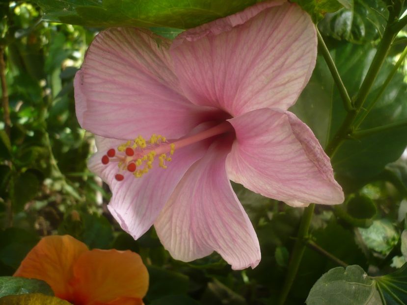 P1450411 - HIBISCUSI 2020-2