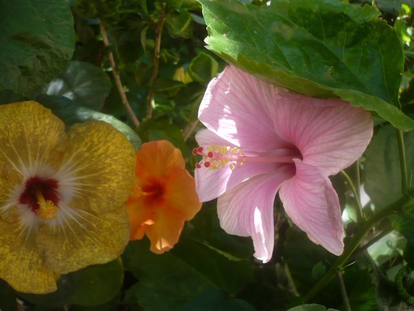 P1450412 - HIBISCUSI 2020-2