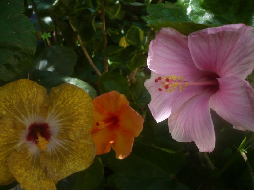 P1450413 - HIBISCUSI 2020-2