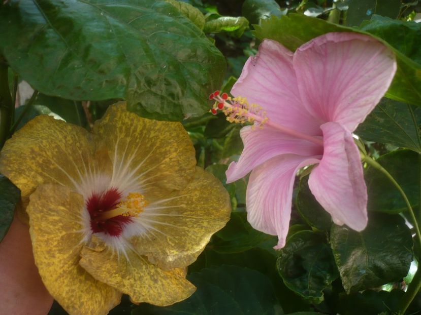 P1450416 - HIBISCUSI 2020-2