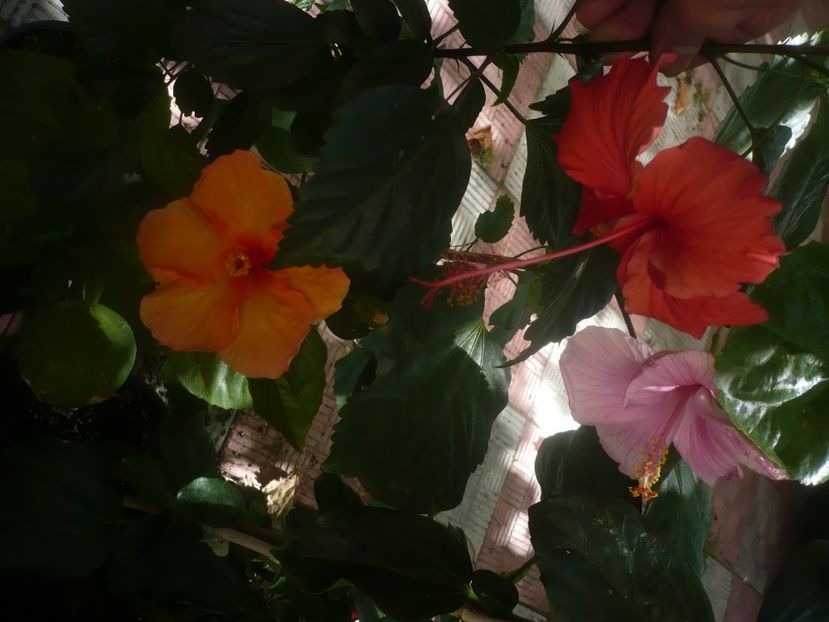 P1450418 - HIBISCUSI 2020-2