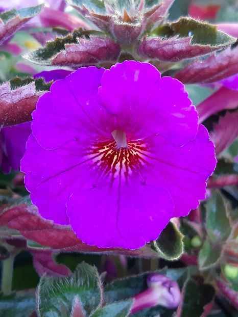 BriD’s Karda - Achi din semințe BriDs 2020