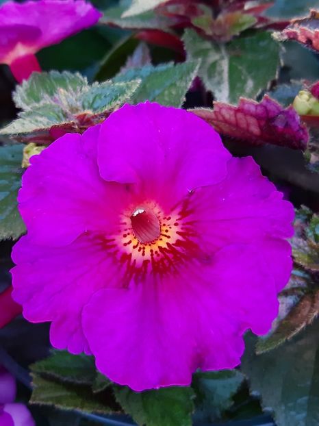 BriD’s Kamila - Achi din semințe BriDs 2020