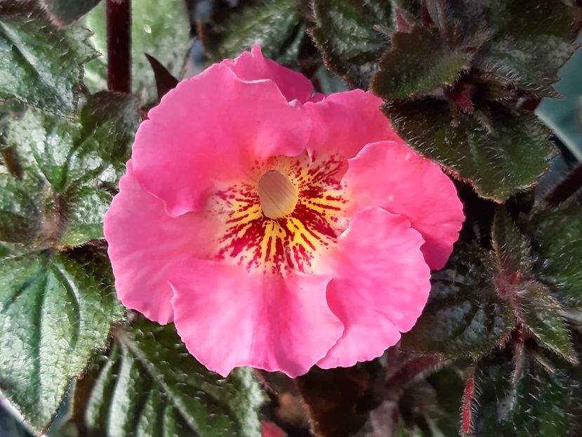 13.07.2020 - Achi din semințe BriDs 2020