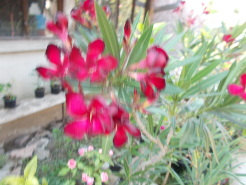  - Flori de gradina-2016-2017-2018-2019-2022