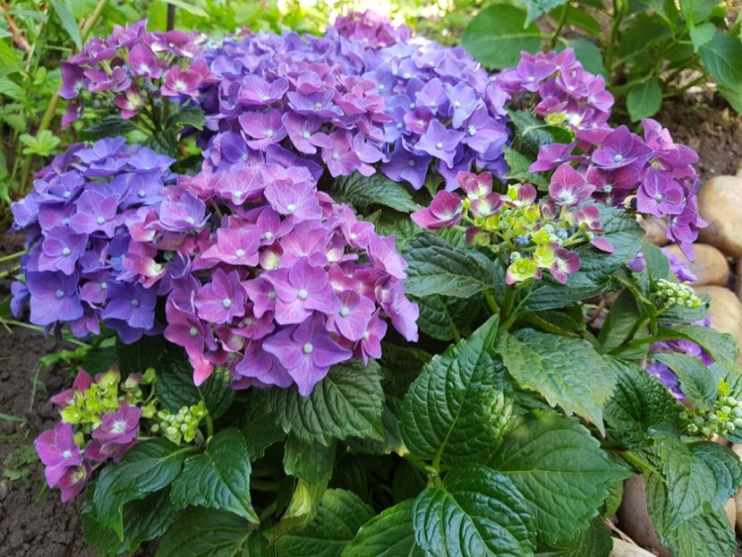 Deep Purple Dance - 2020_Hortensii