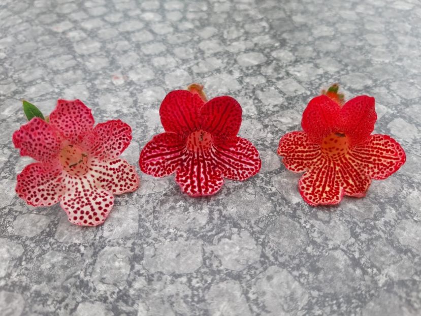 BriD’s (2020) - Achi din semințe BriDs 2020