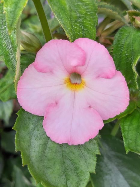 BriD’s Gwindi - Achi din semințe BriDs 2020