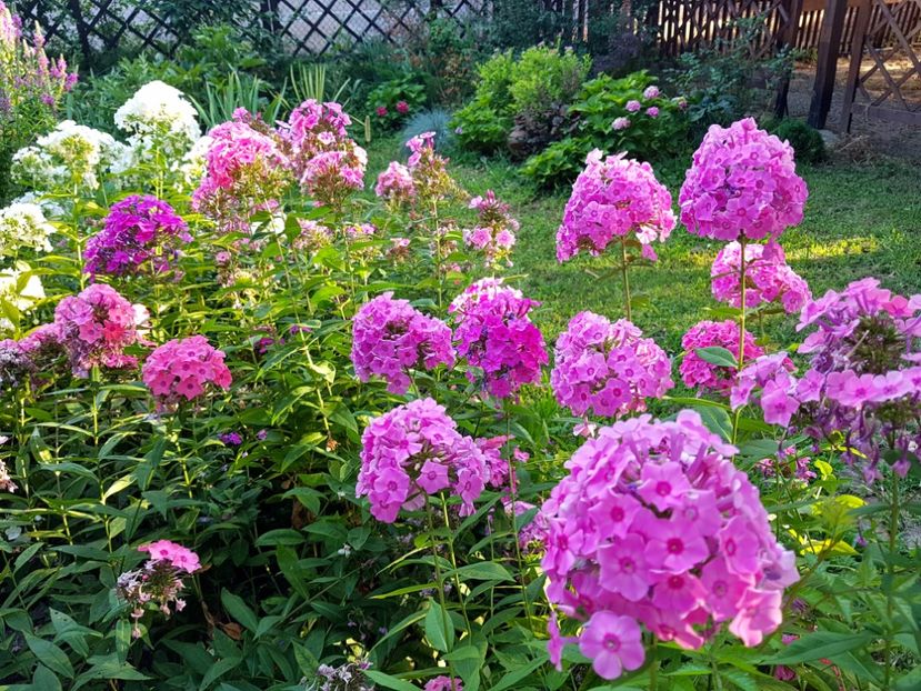  - 2020_Phlox