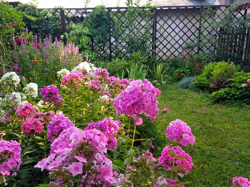  - 2020_Phlox
