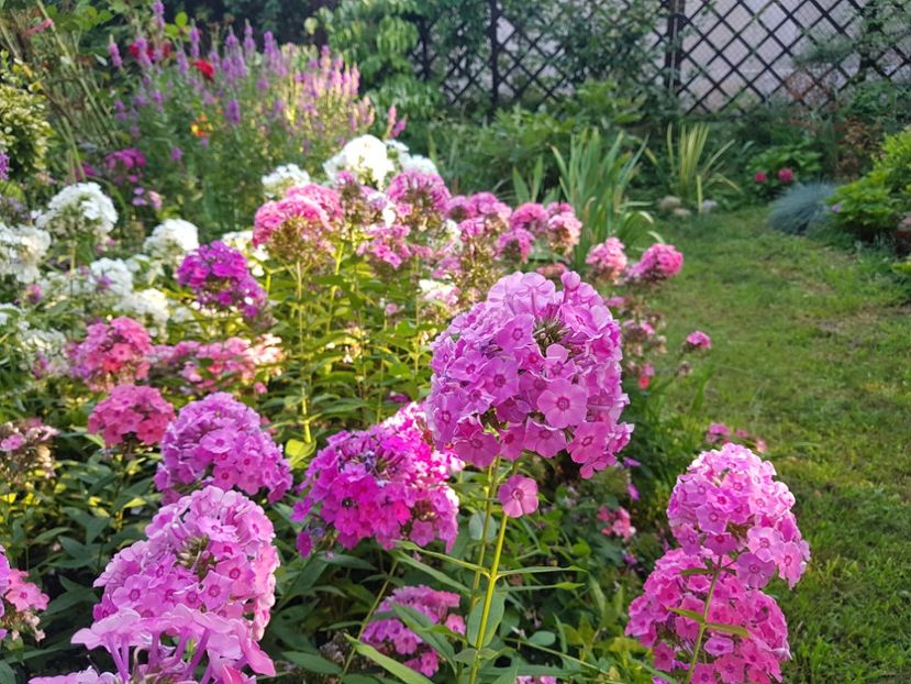  - 2020_Phlox