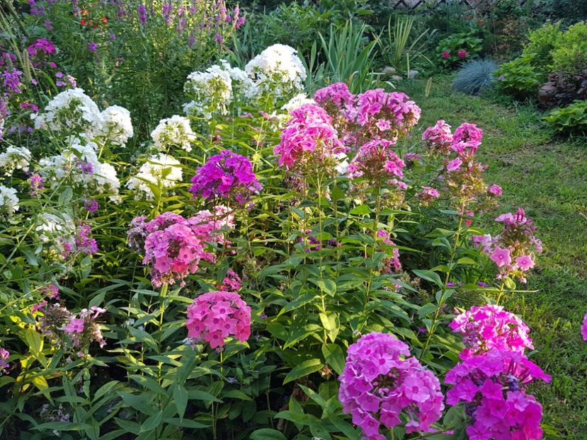  - 2020_Phlox