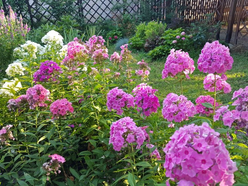  - 2020_Phlox