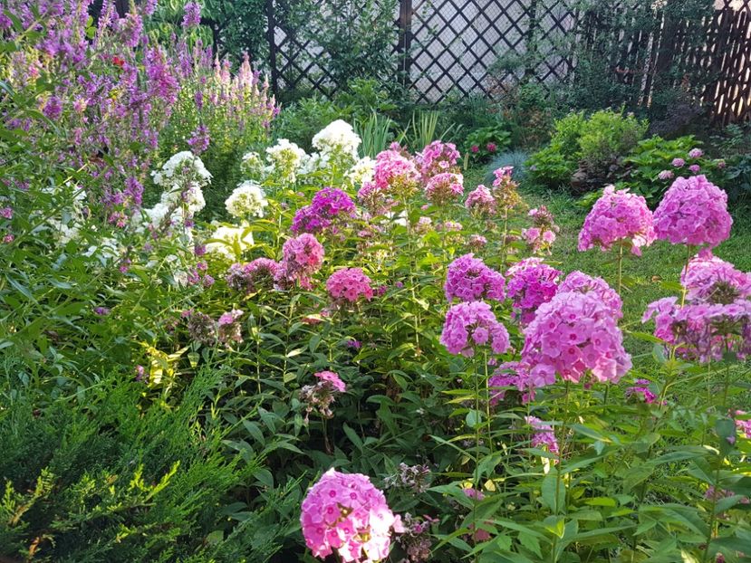  - 2020_Phlox